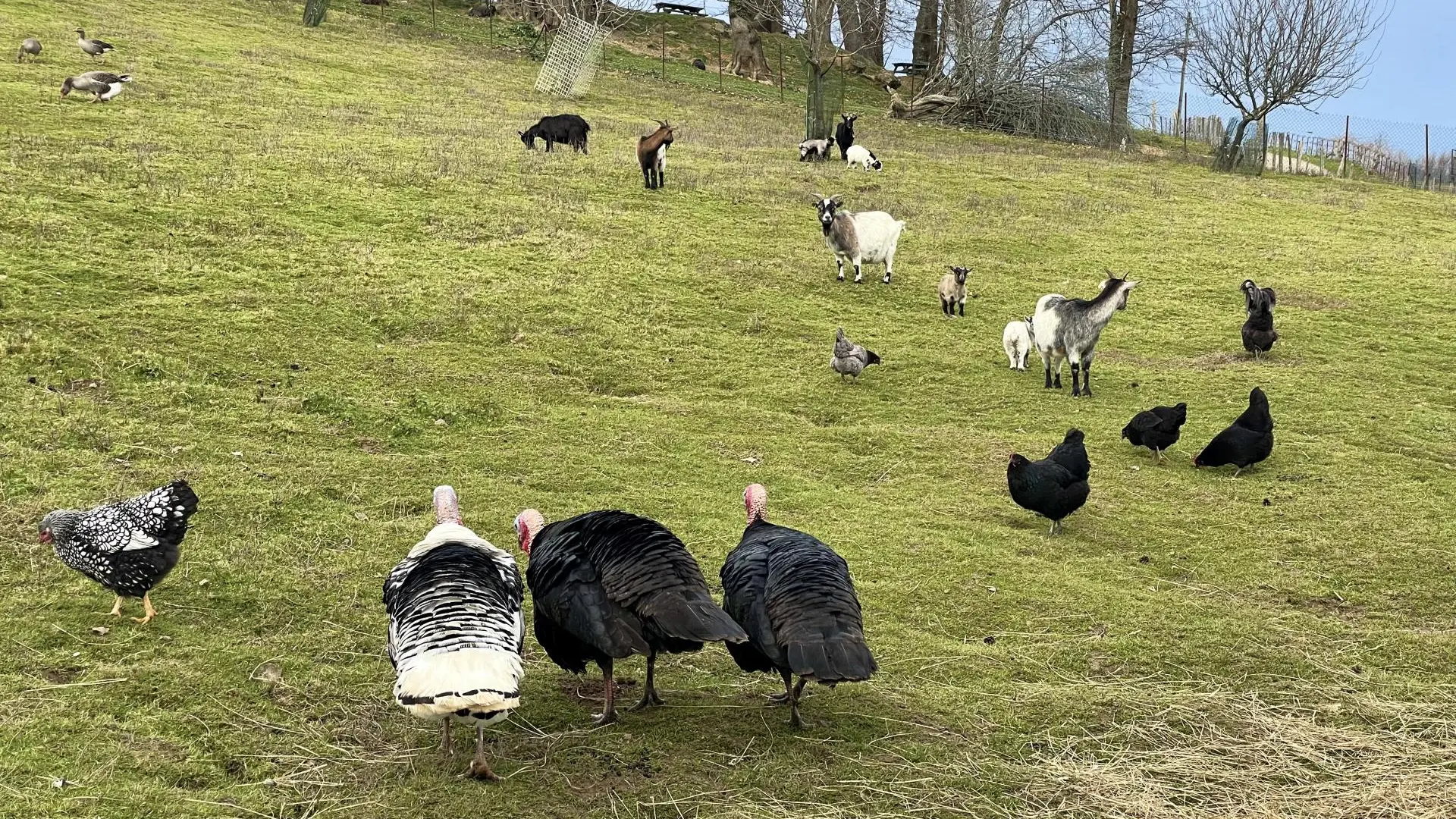 Des plumes et des pattes - ESCOUT (©OTHB)