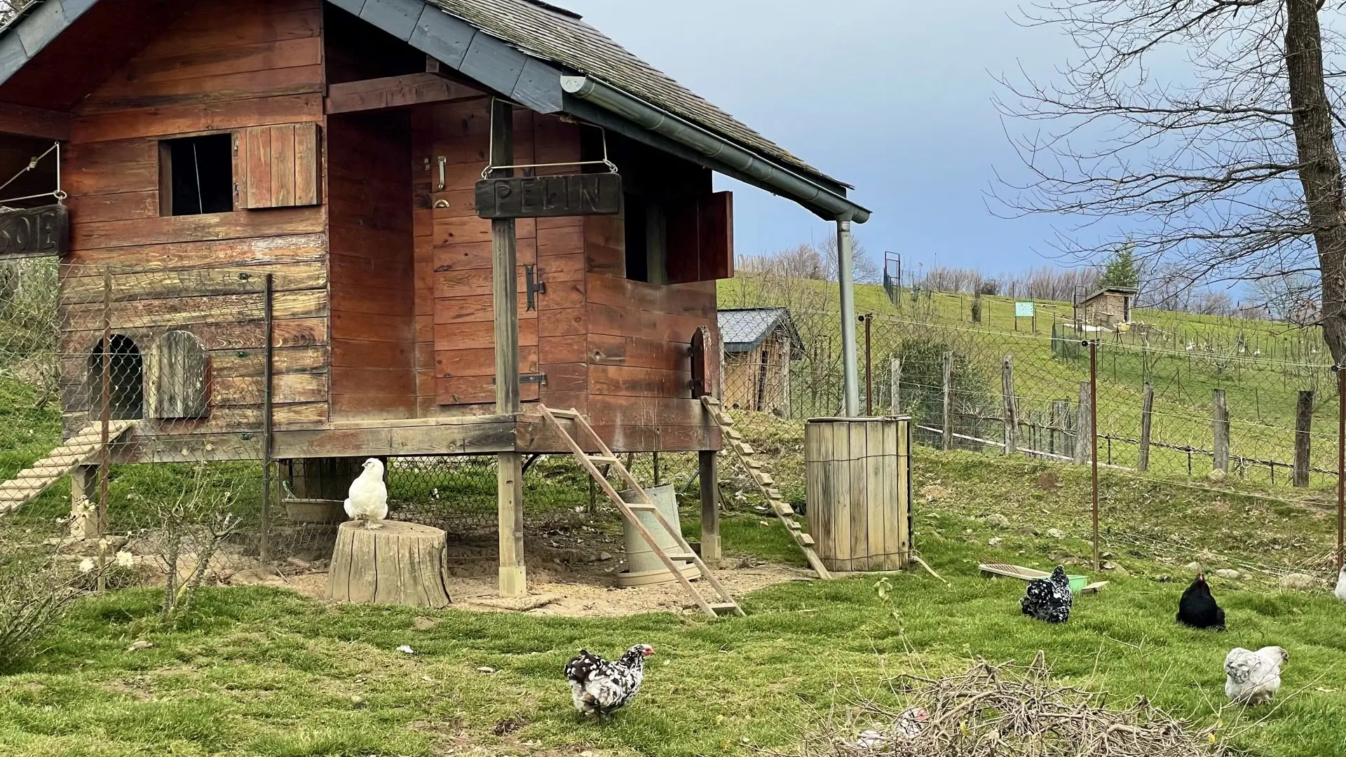 Des plumes et des pattes - Poulailler (©OTHB)