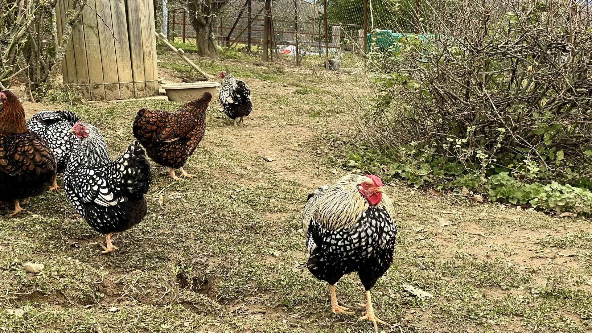 Des plumes et des pattes - Poules (©OTHB)