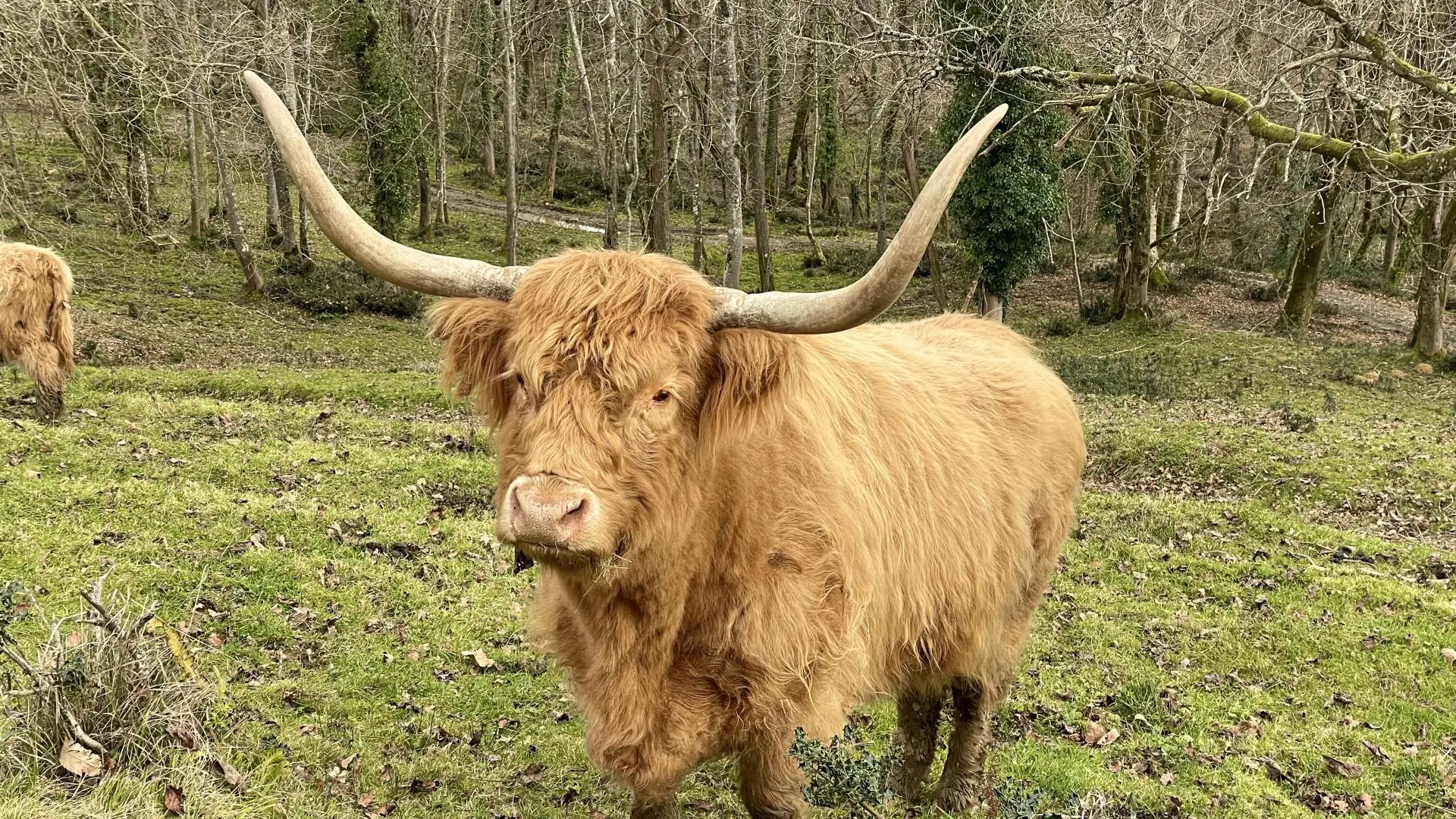 Des plumes et des pattes - Vache Highland (©OTHB)