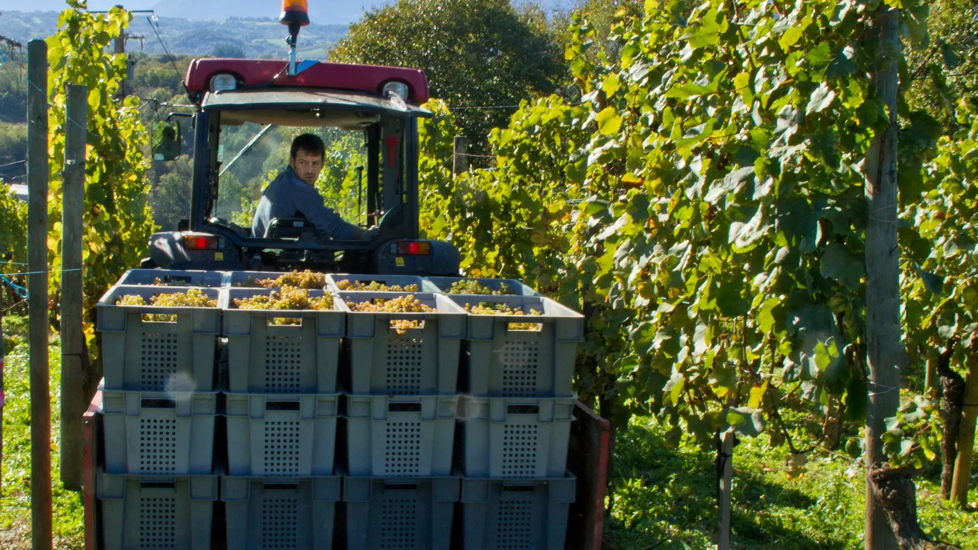 Vendanges au Domaine Coustarret à Lasseube