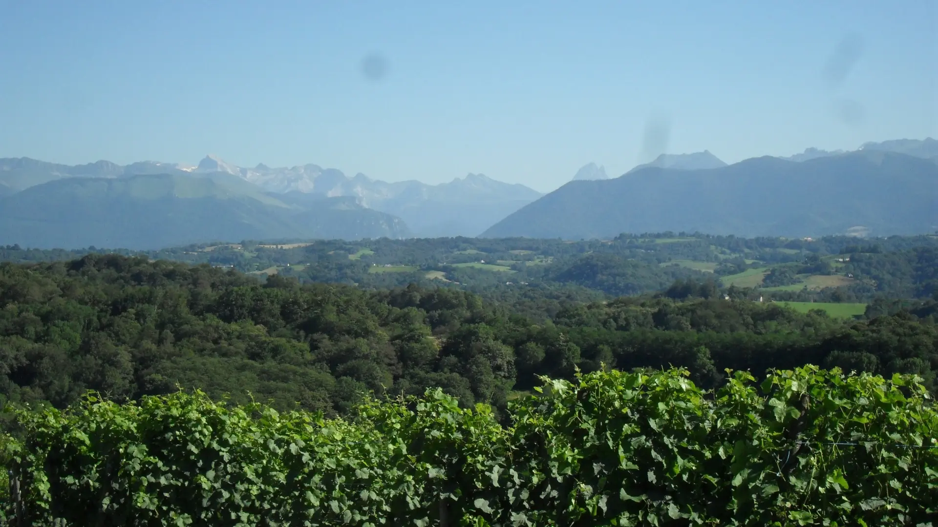 Vignes au Domaine Coustarret à Lasseube