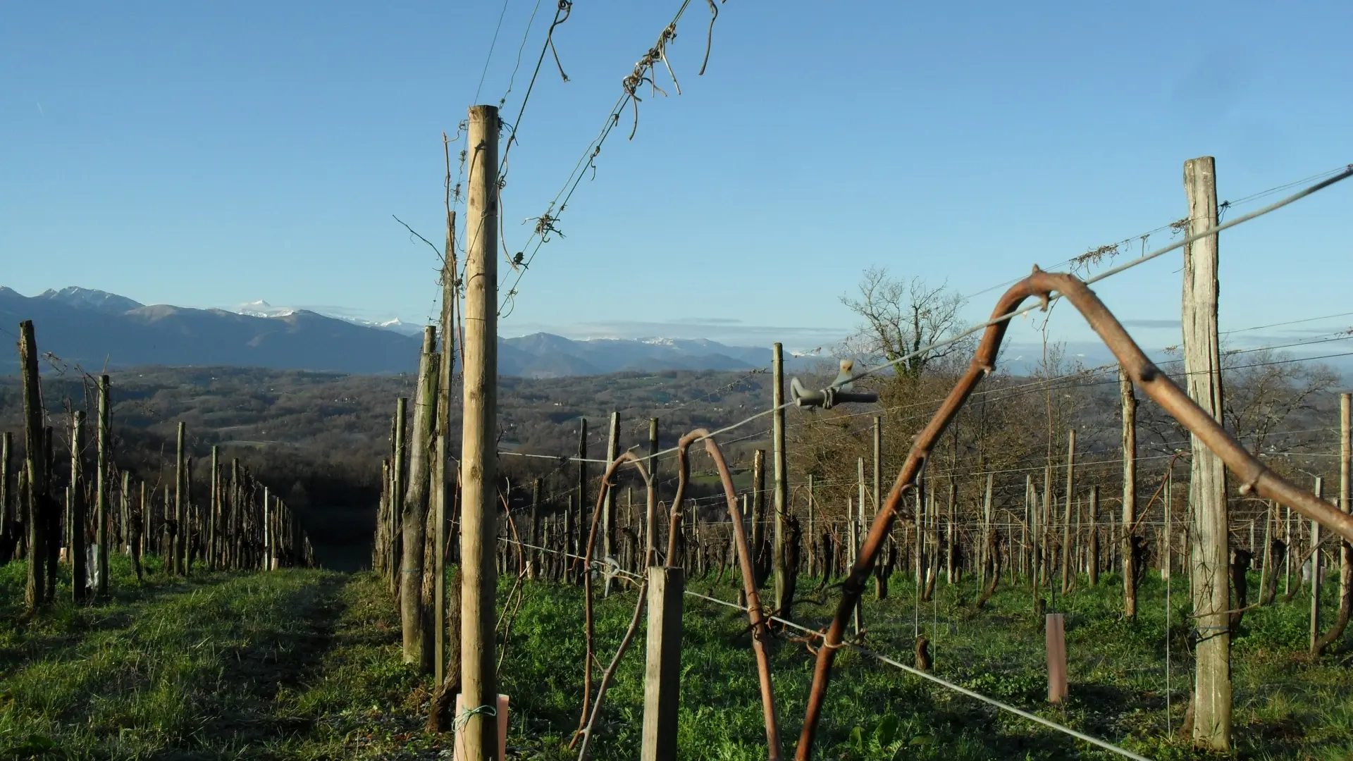 Vignes du Domaine Coustarret à Lasseube