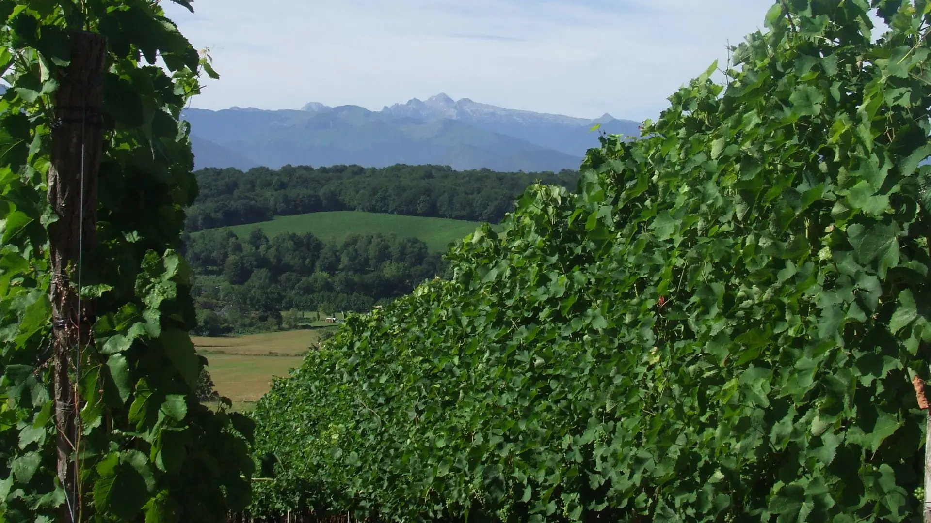 Domaine Naba - Vignes II (Mathieu Lacanette-Naba)