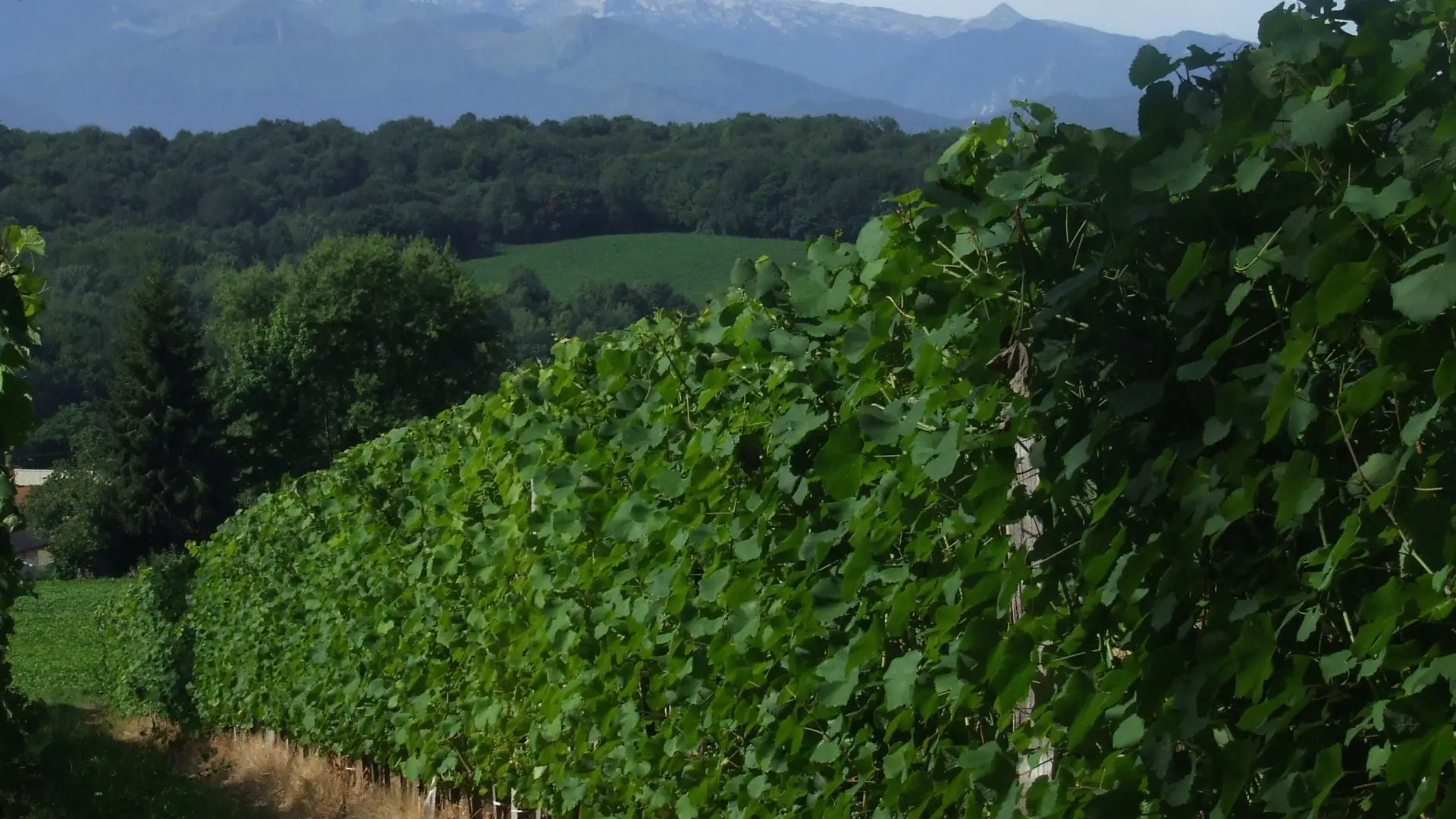 Domaine Naba - Vignes III (Mathieu Lacanette-Naba)