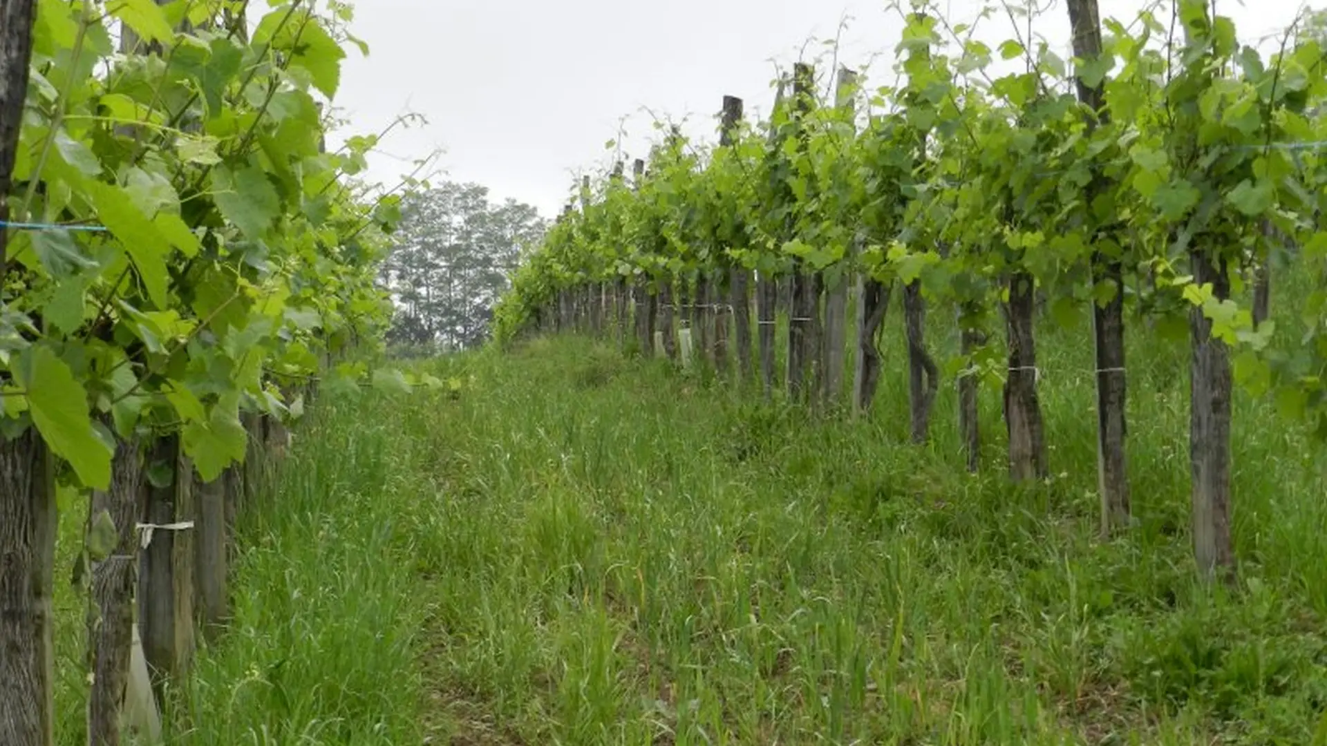 Domaine Tinou à Lasseube