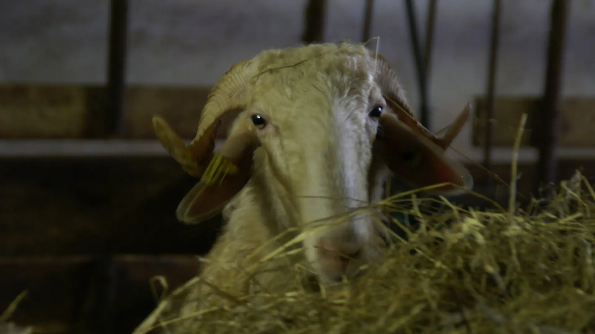 La Ferme du Payssas à Asasp-Arros