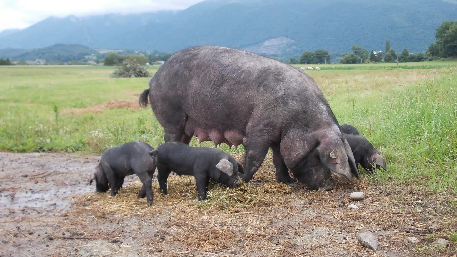 La Ferme du Payssas à Asasp-Arros