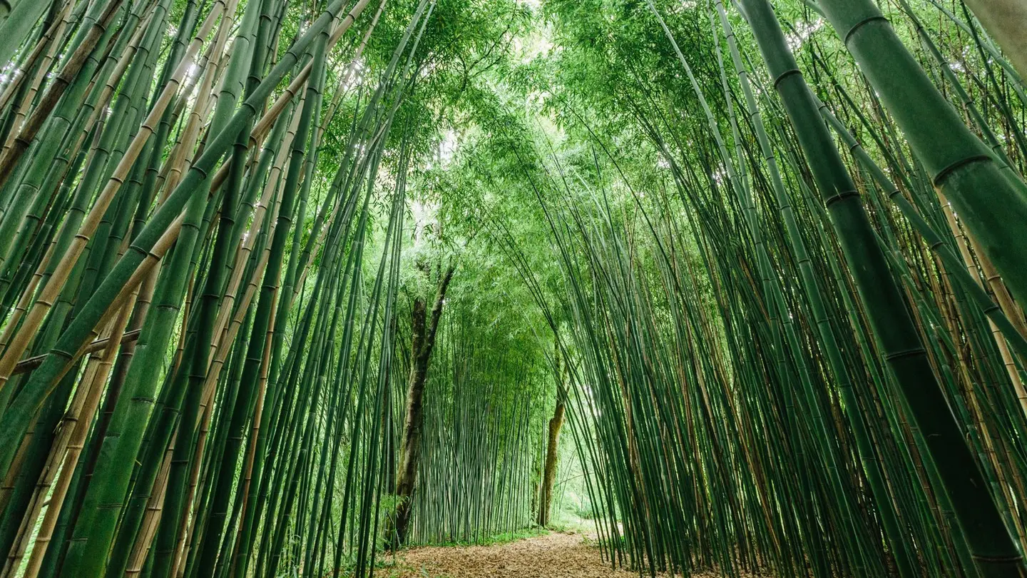 Musée Serbat 1440x900