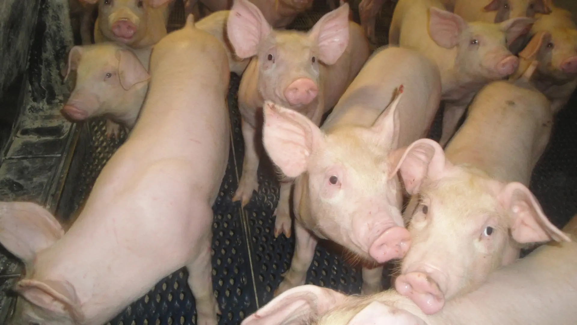 Ferme Bergeras à Saint-Pée d'Oloron - Porcs