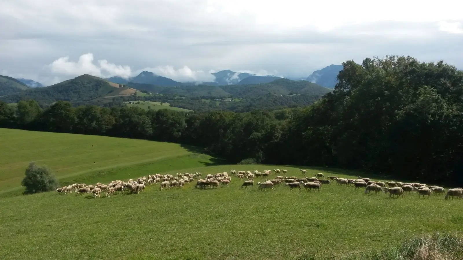 Ferme Casebonne - Brebis pâturant