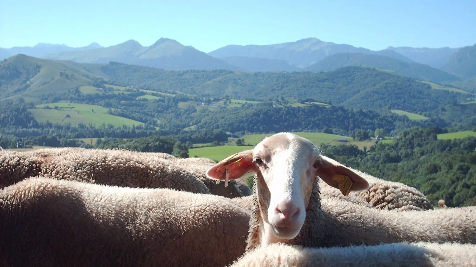 Ferme Casebonne - Brebis face aux Pyrénées