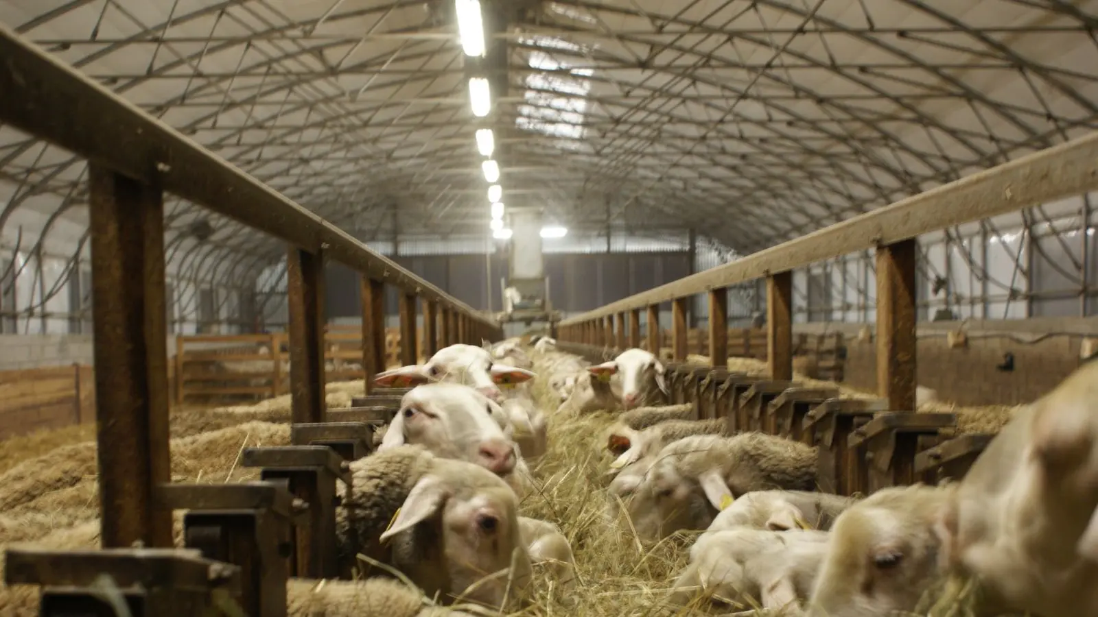 Ferme Casebonne - La bergerie