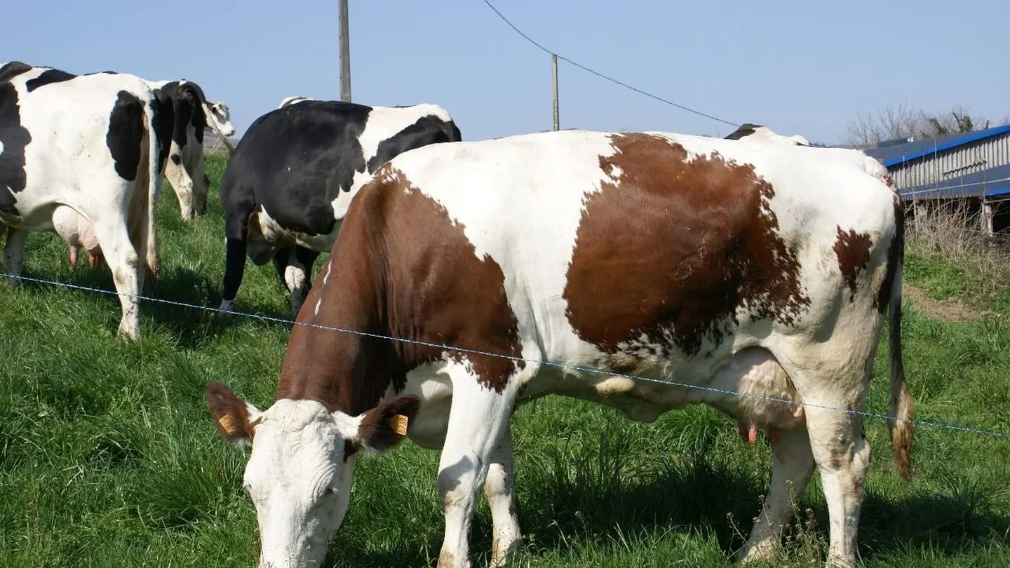 Vache laitière - La ferme Estrabou à Ance