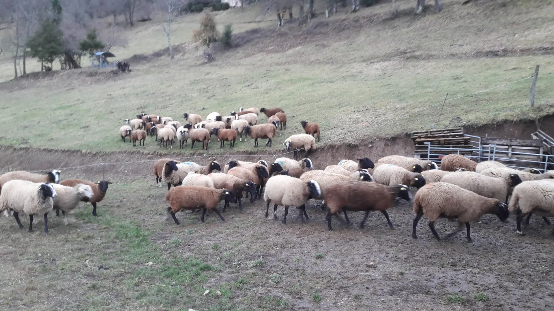 Troupeau de brebis de la Ferme de Soubille