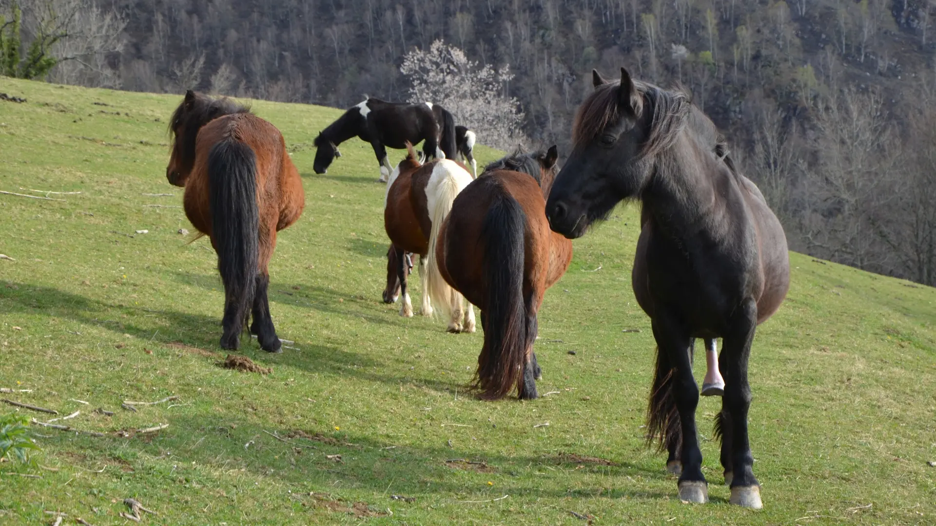 Les pottoks de la Ferme de Soubille