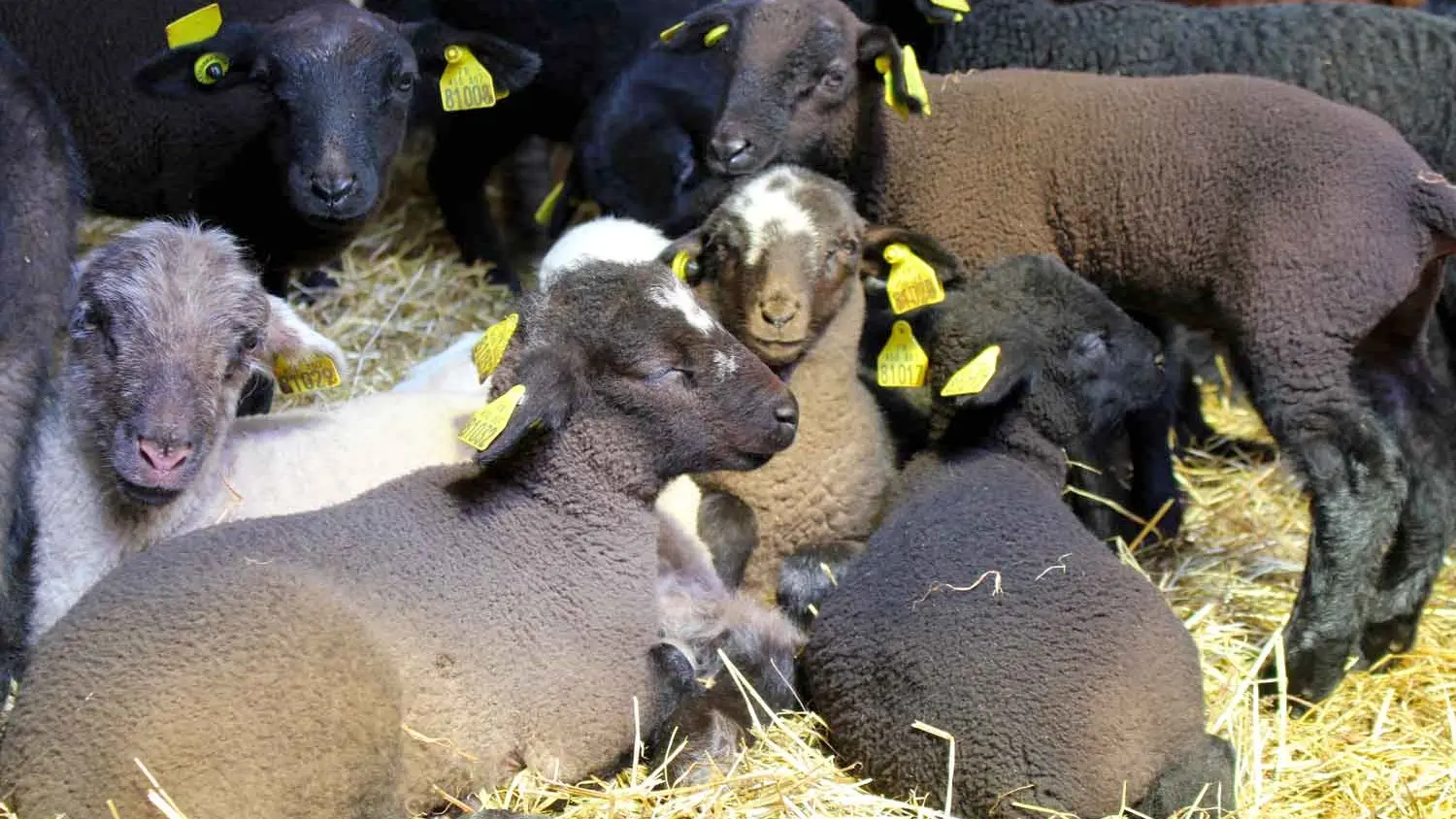 Les agneaux de la Ferme de Soubille