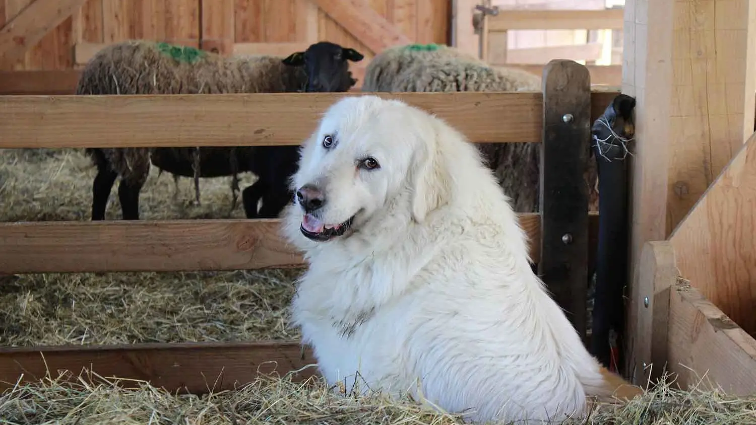 Le patou de la Ferme de Soubille