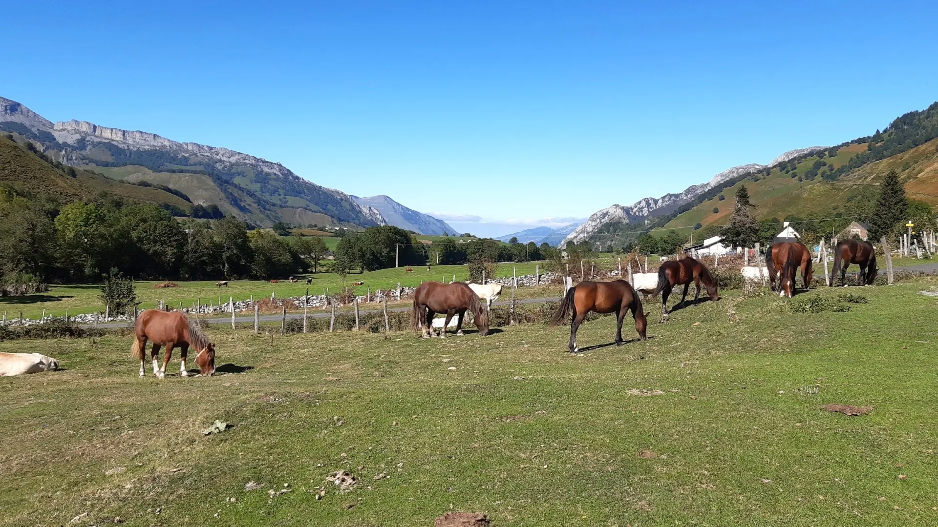 Chevaux en liberté sur le plateau