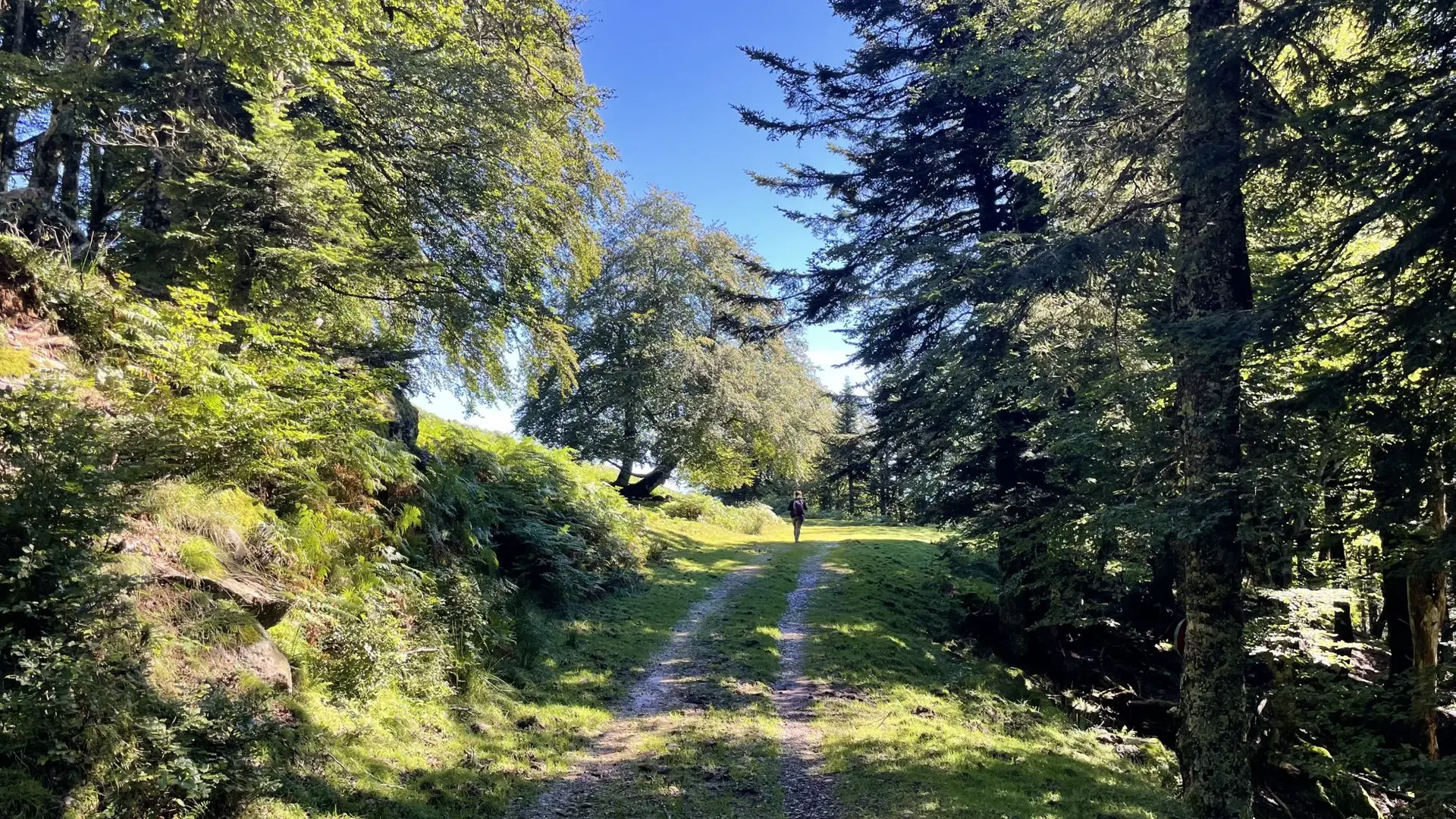 Itinéraire balisé en forêt à Issarbe