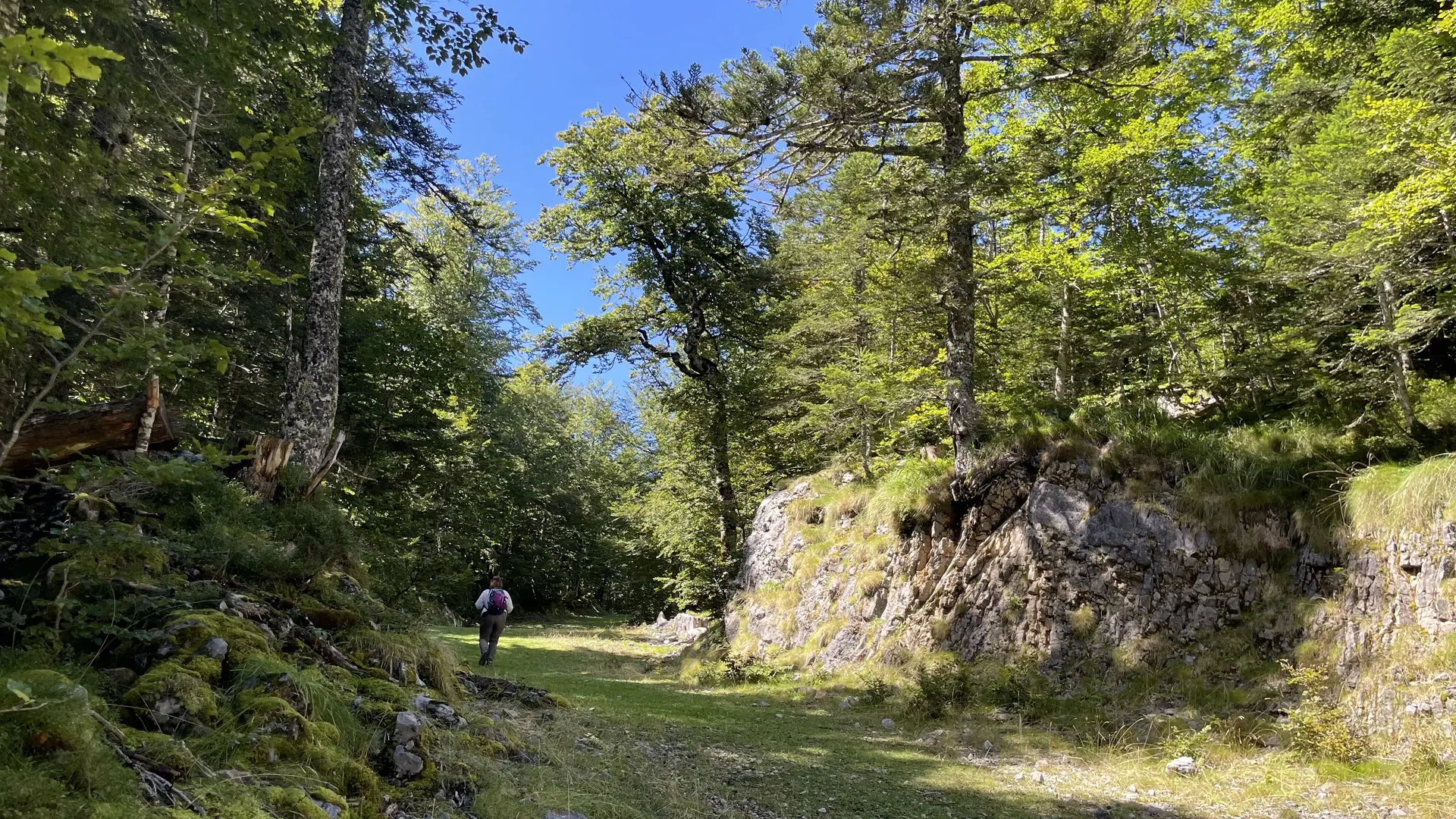 Promenade au coeur de la hêtraie sapinière de l'espace nordique