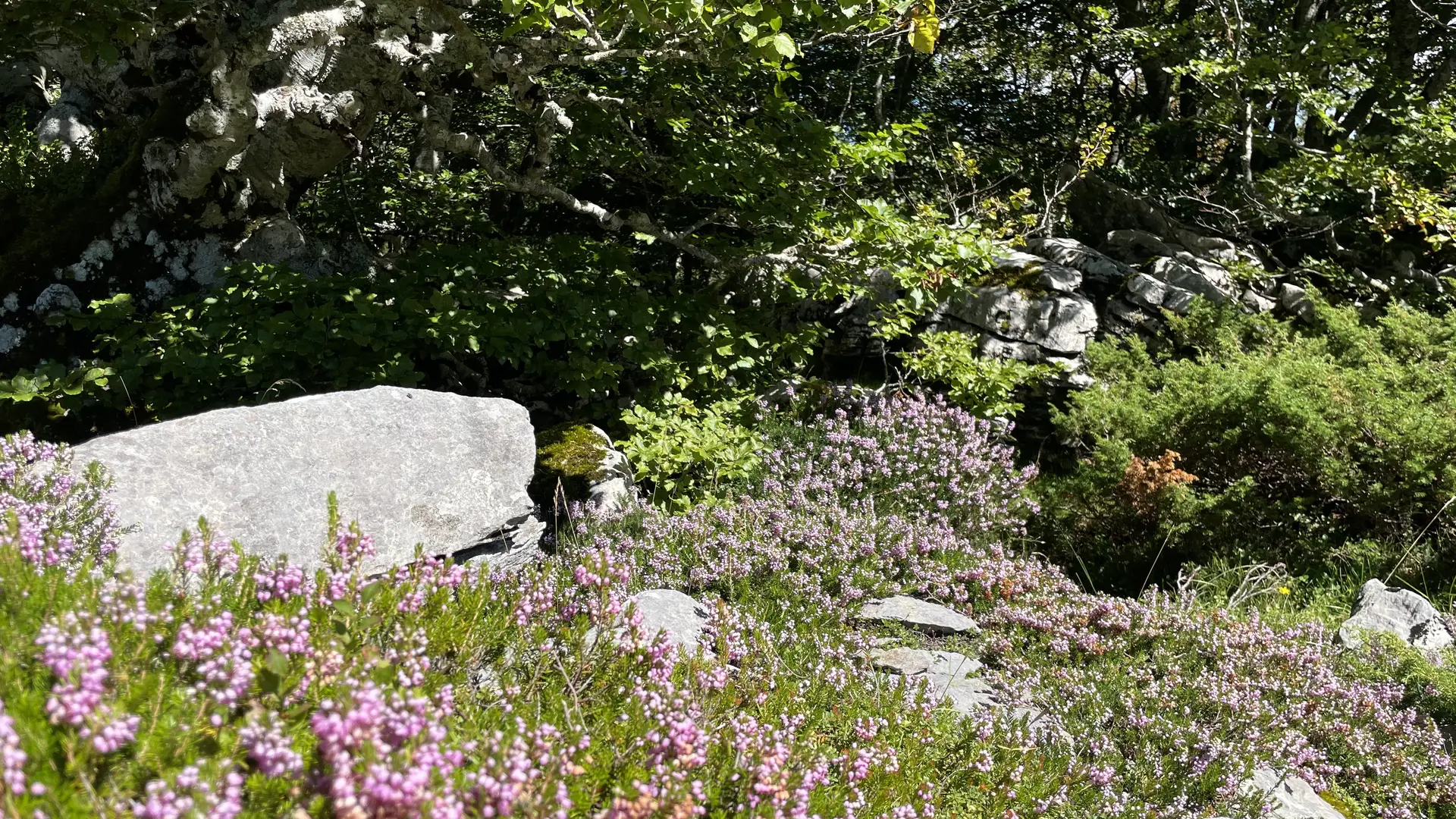 Flore et karst dans la forêt de l'espace nordique de La Pierre Saint-Martin