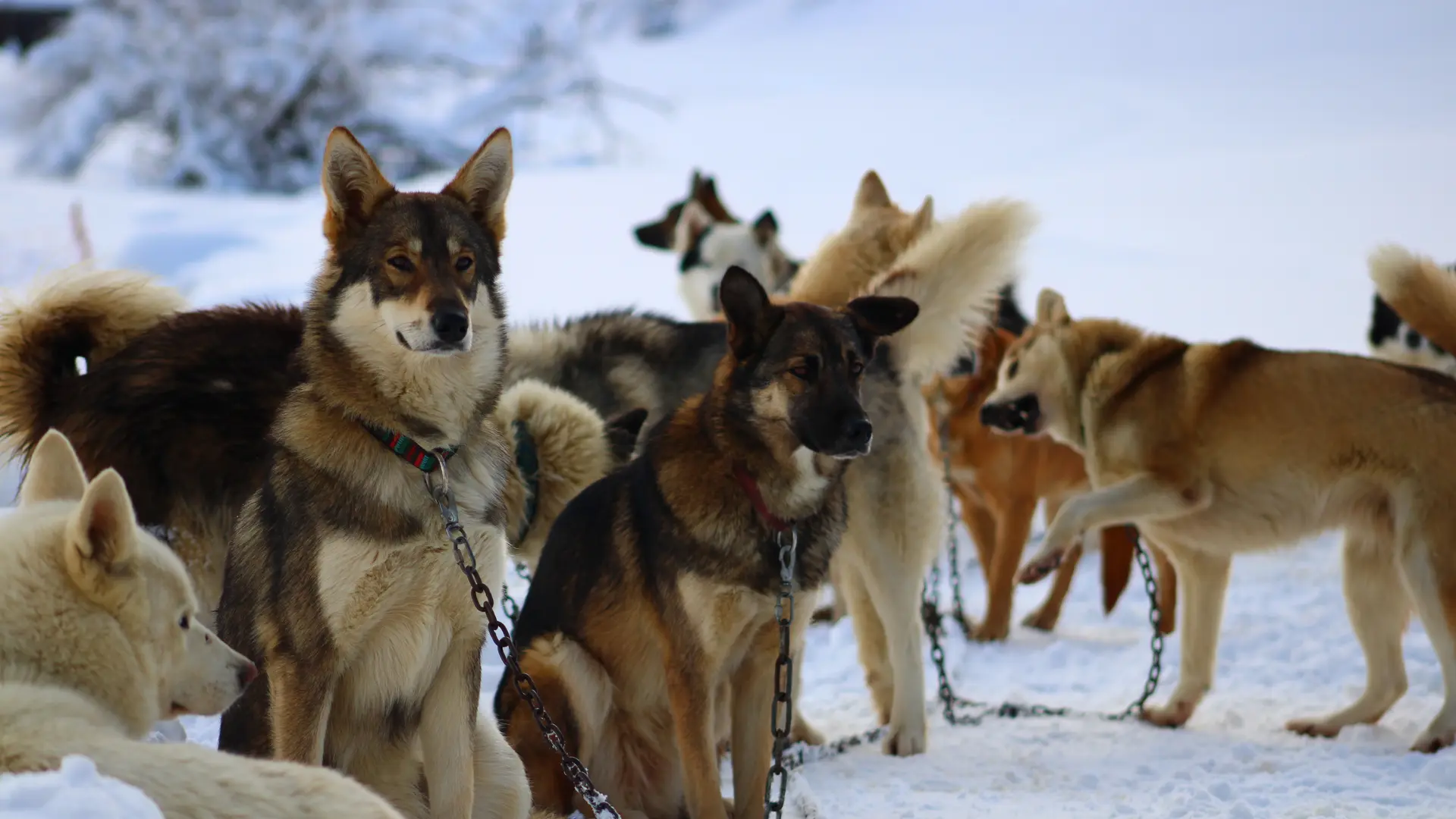 Chiens de traîneau, l'hiver