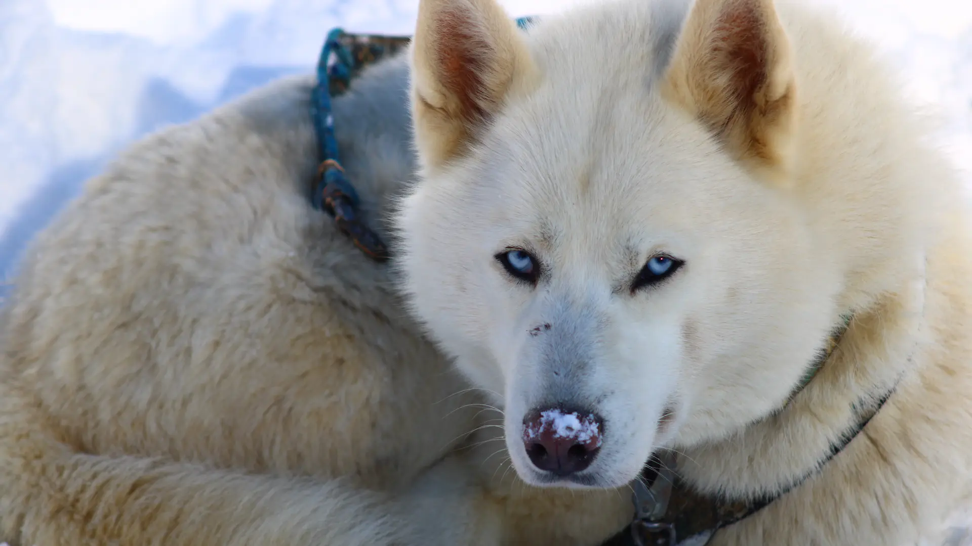 Andro - Husky de Sibérie