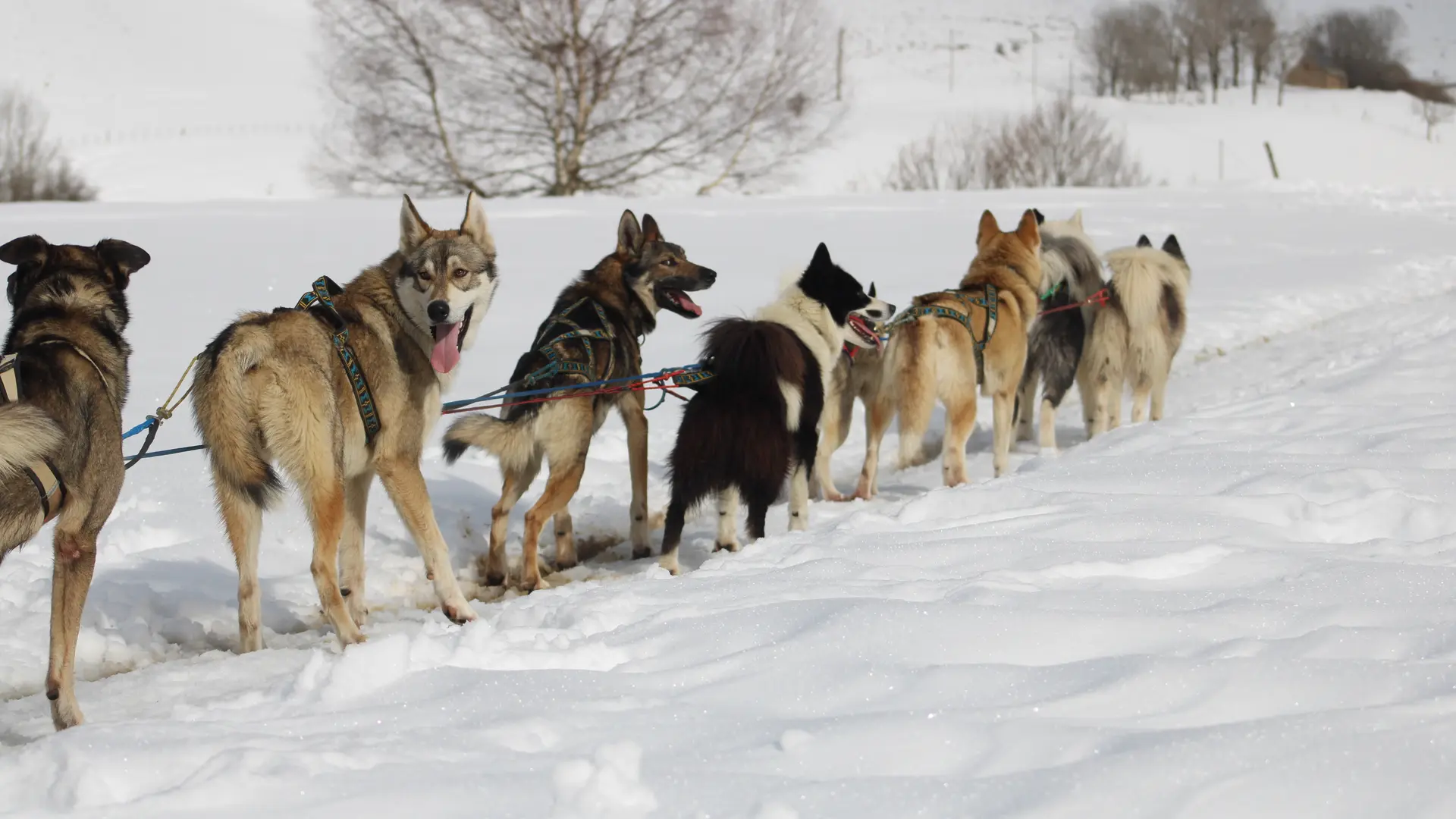 Attelage de chiens de traîneau