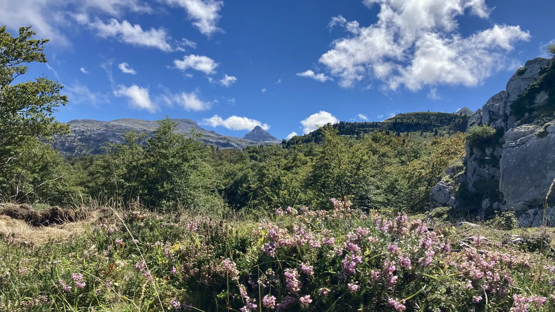 Promenade au coeur de la hêtraie sapinière de l'espace nordique