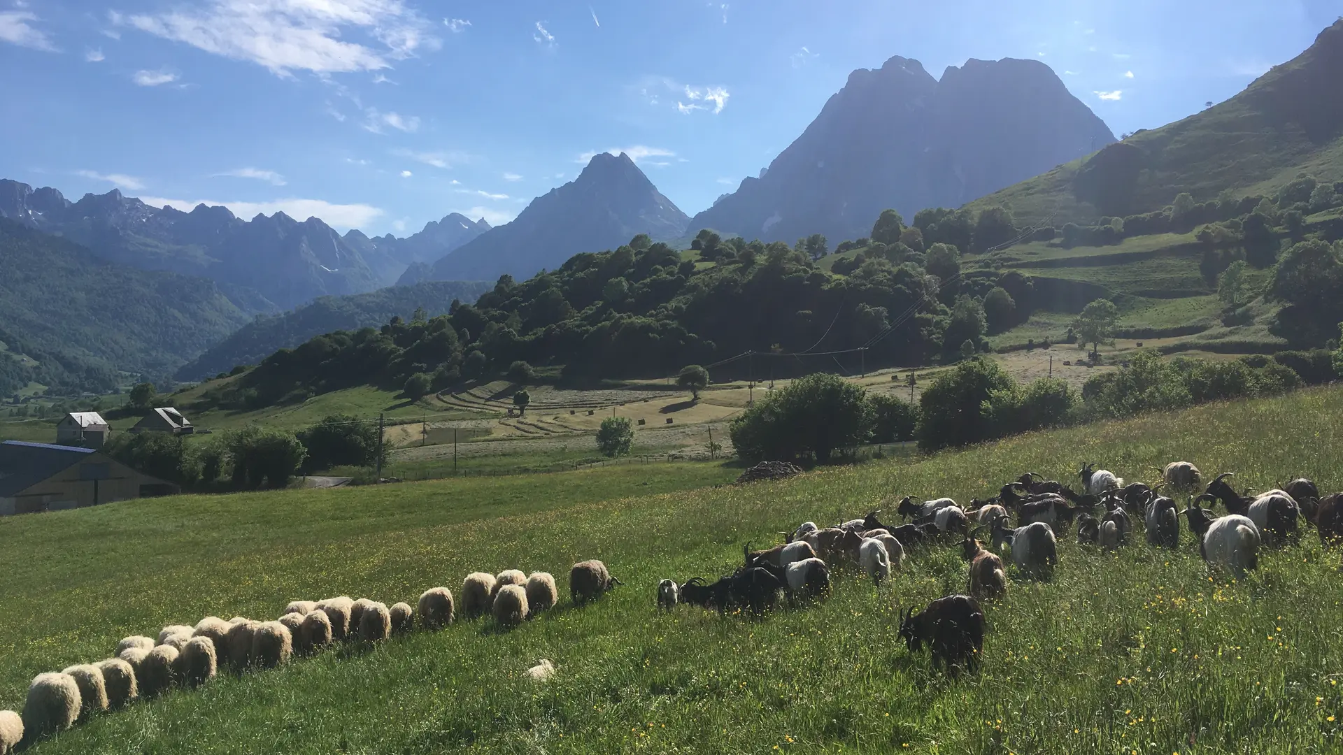 Chèvres et brebis des Caprices de Lescun en vallée d'Aspe