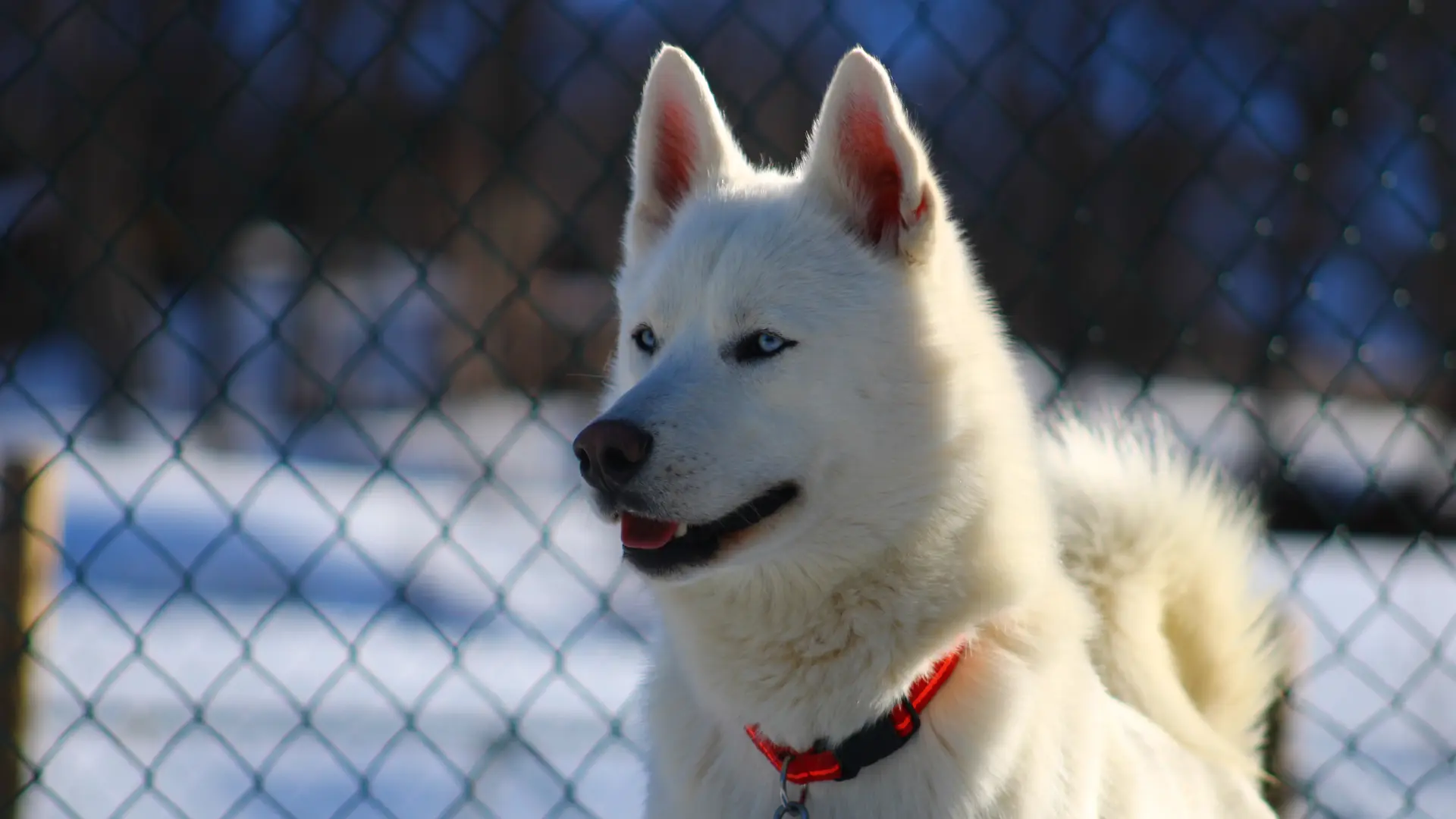 Andro - Husky de sibérie, chien de traineau