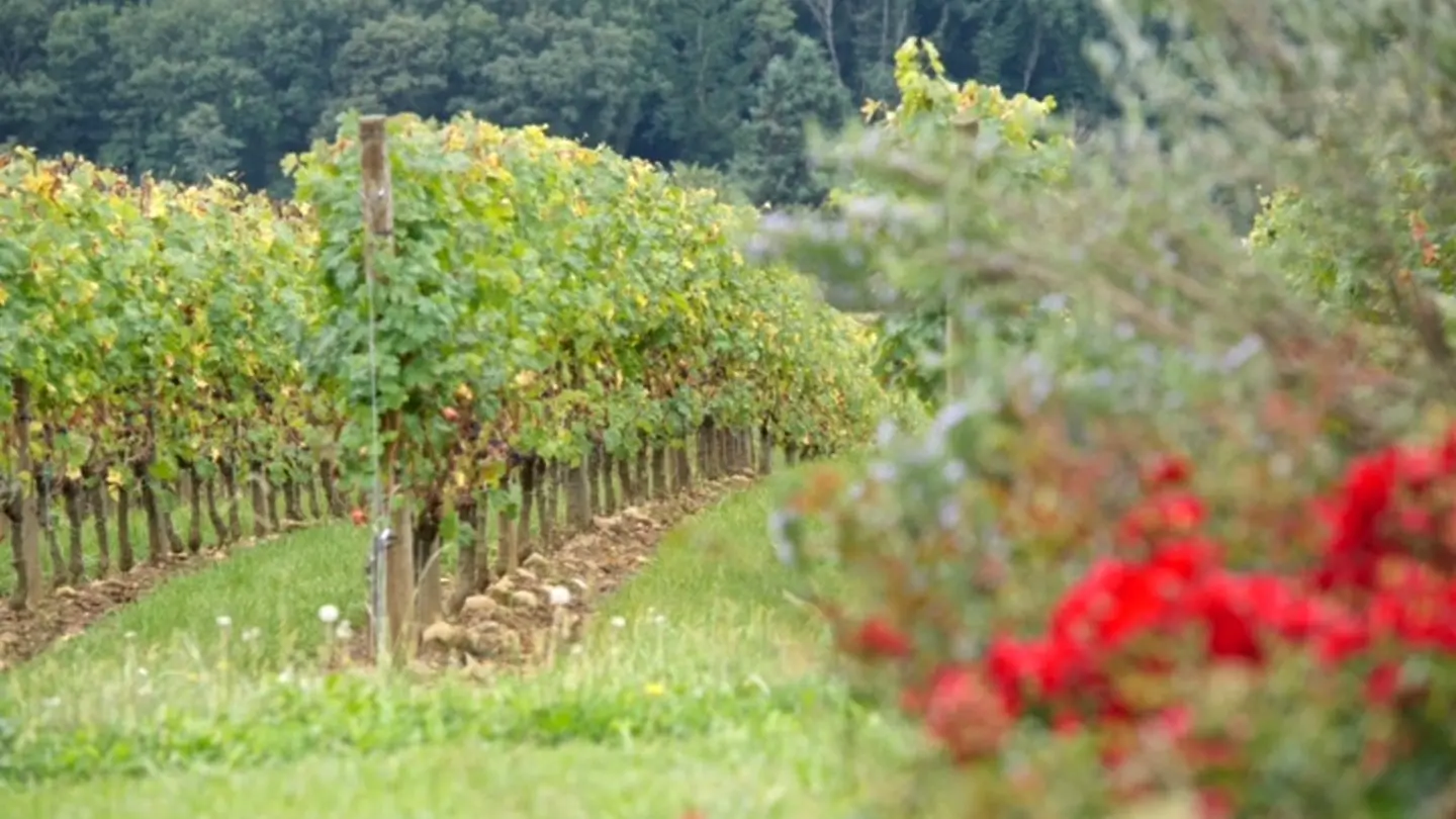 Domaine Mont d'Oraàs