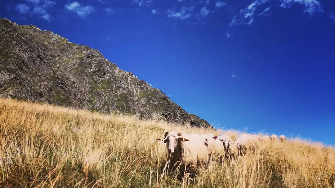 Estive de Gaziès  en vallée d'Ossau