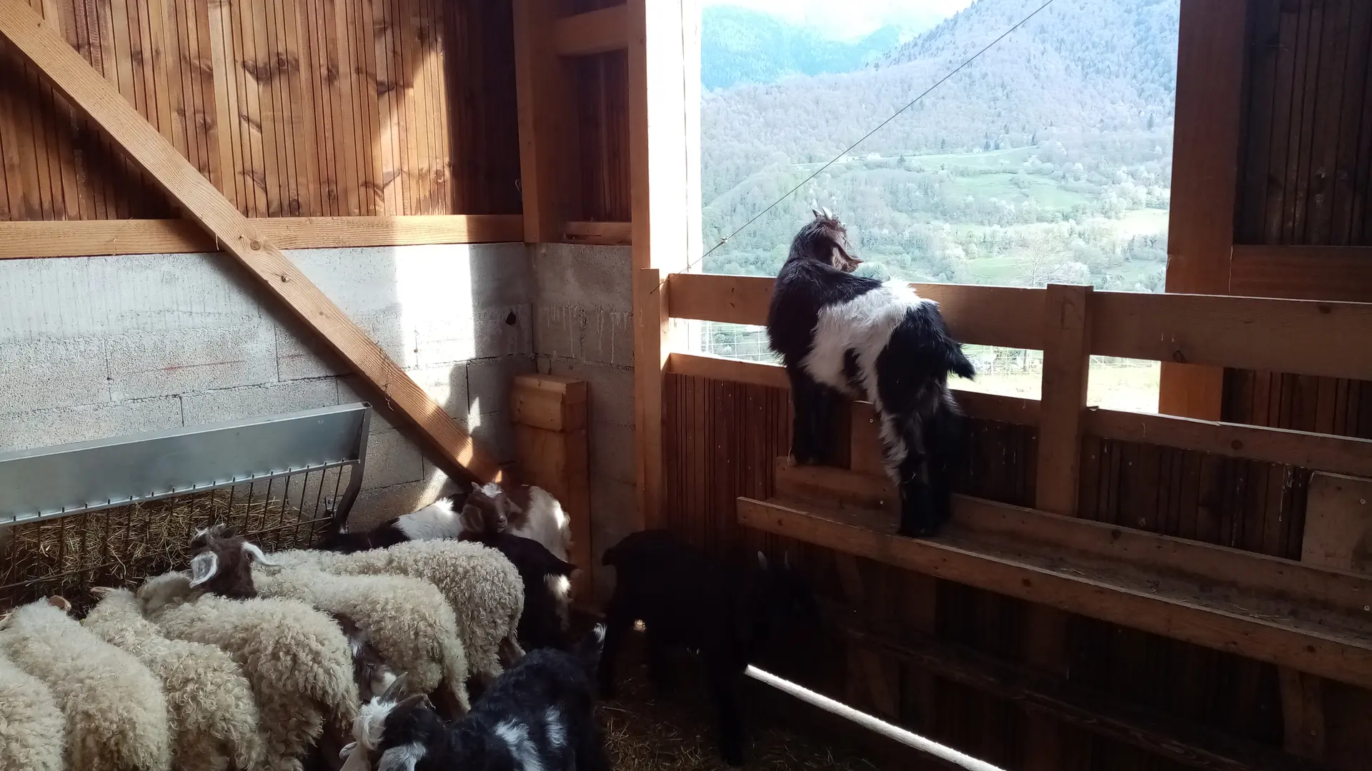 Chèvrerie des Caprices de Lescun en vallée d'Aspe