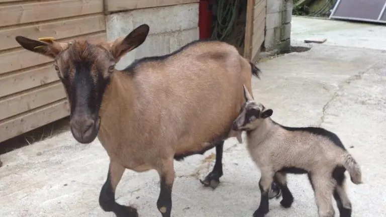 Chèvre et son chevreau