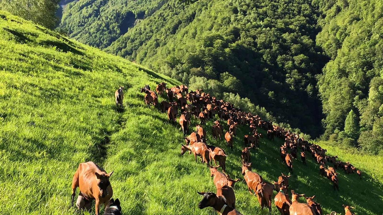 Les chèvres pacagent tous les jours en montagne