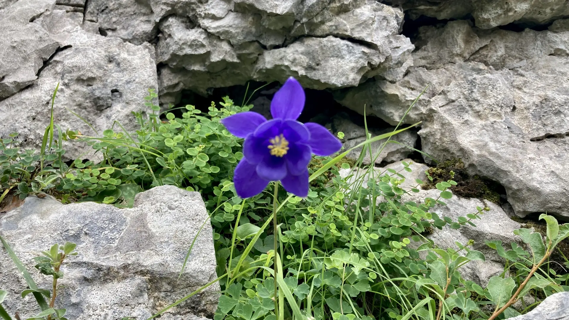 Observation de la flore à La Pierre Saint-Martin