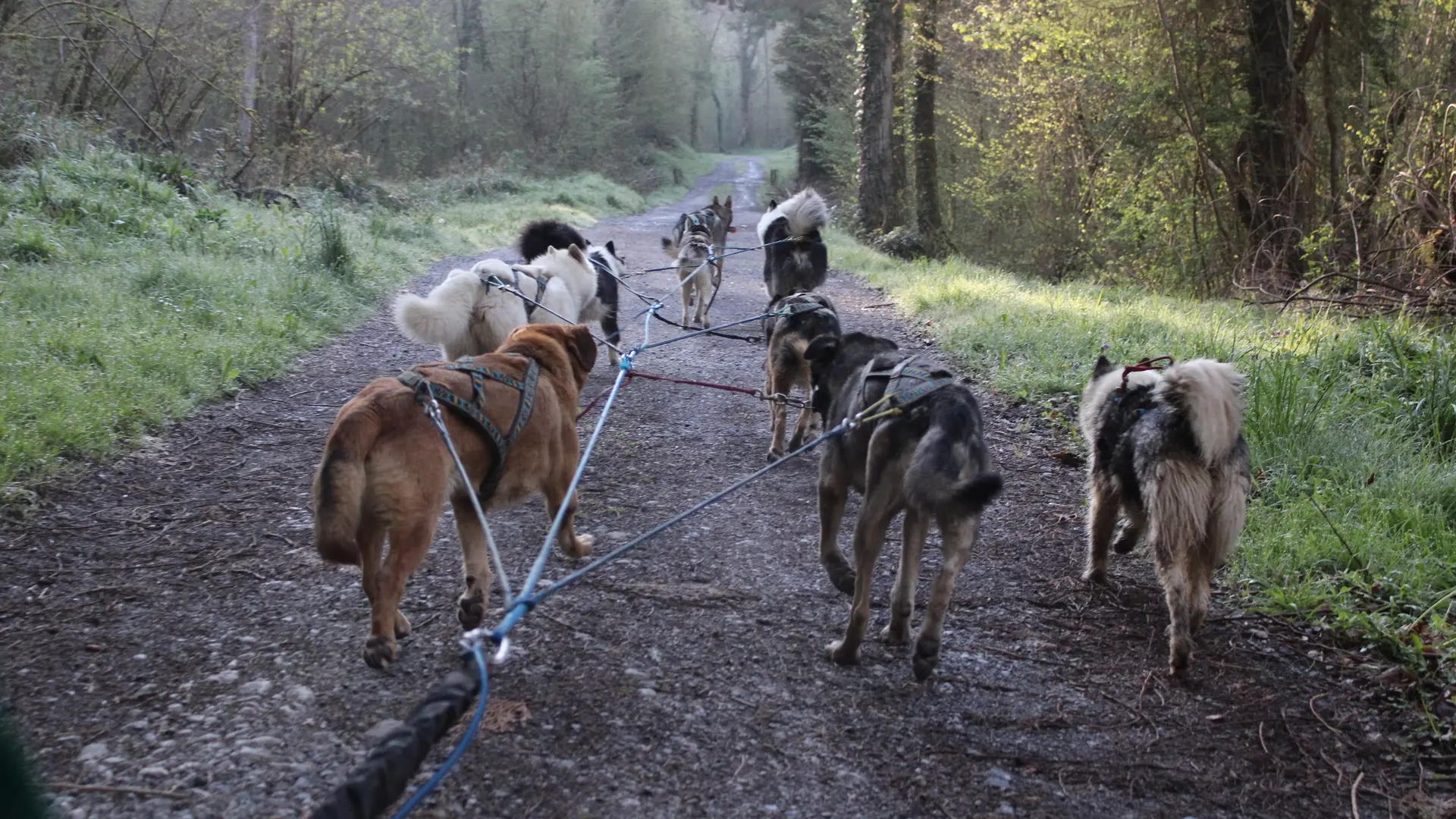 Attelage en cani kart