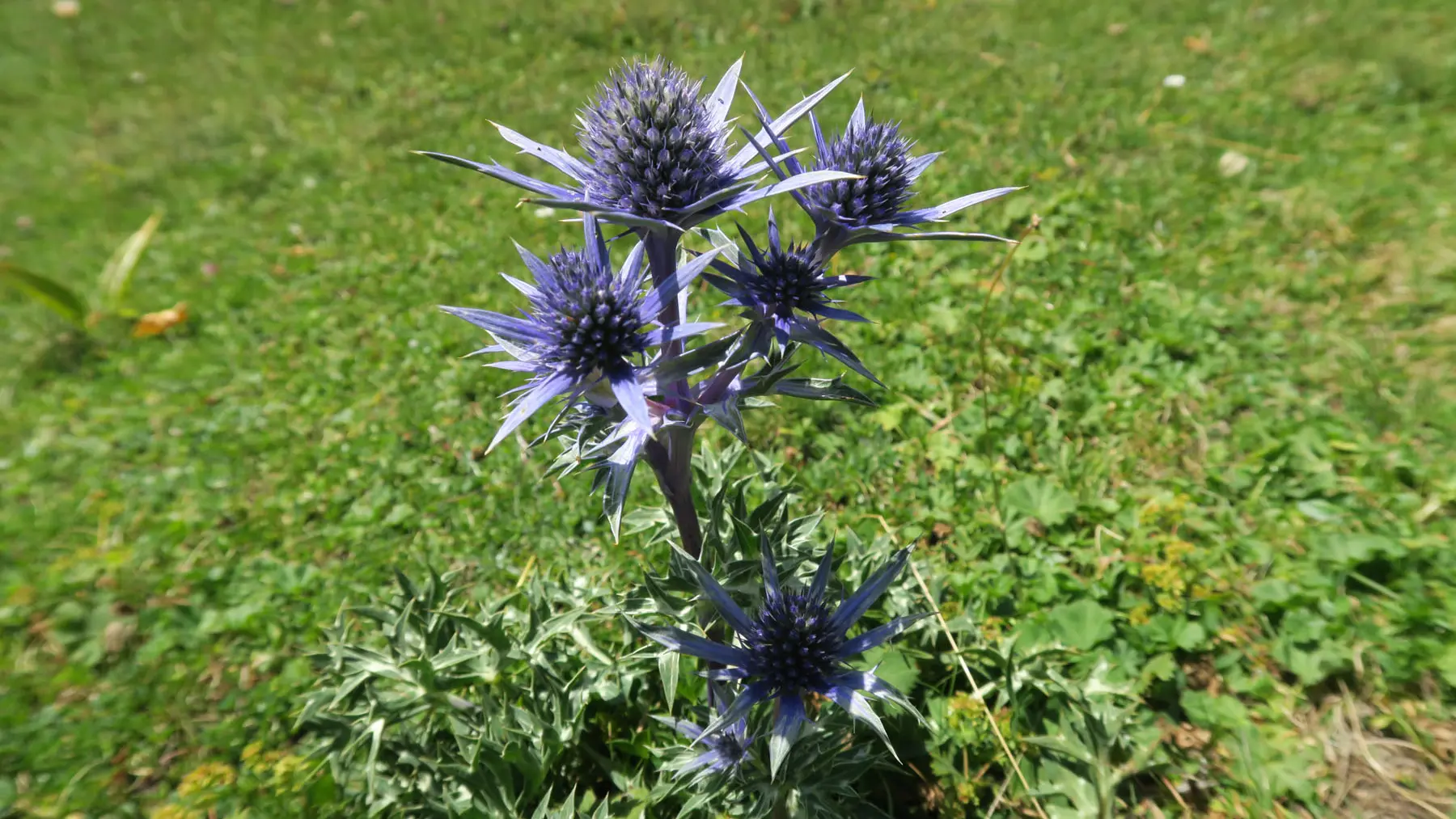 Lac du montagnon par le col d'Iseye