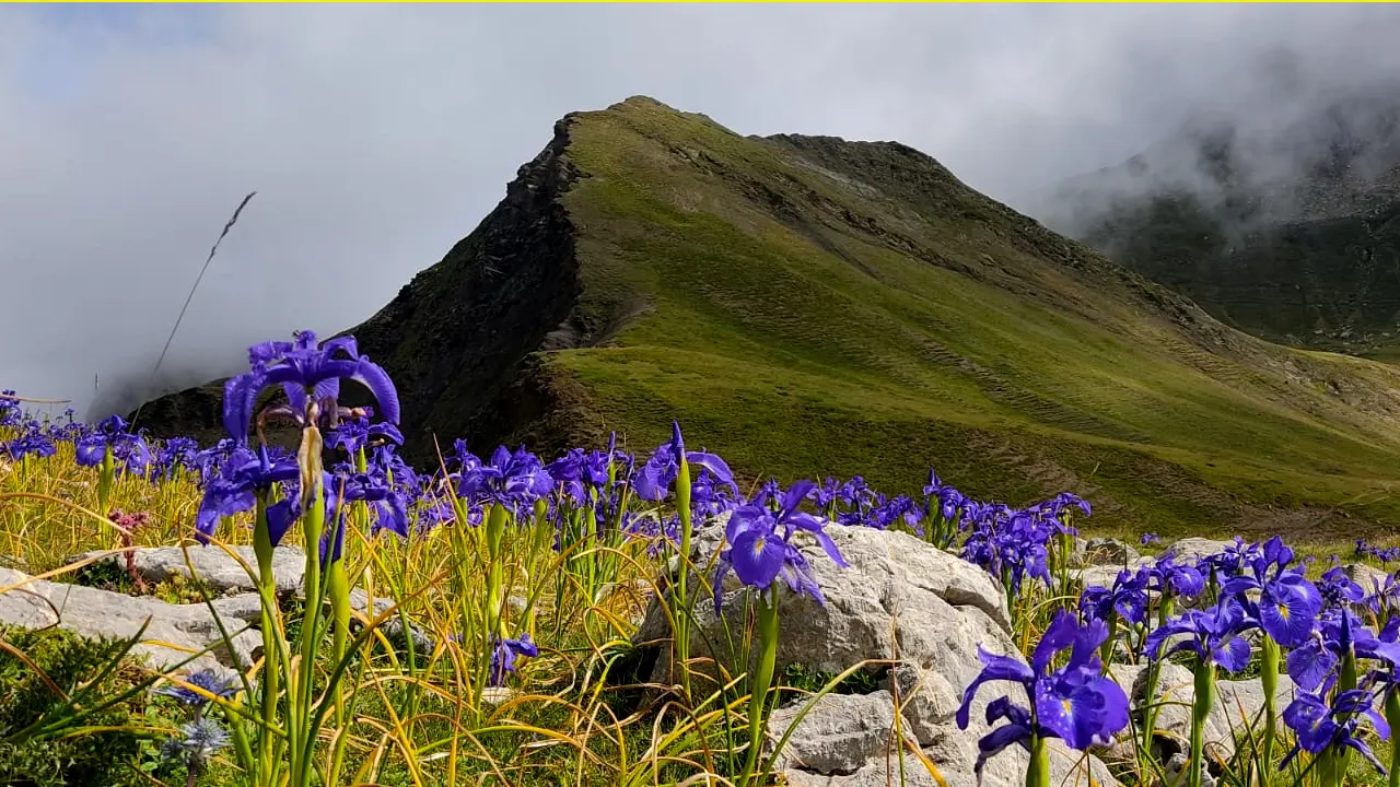 Observation de la flore : Iris des Pyrénées