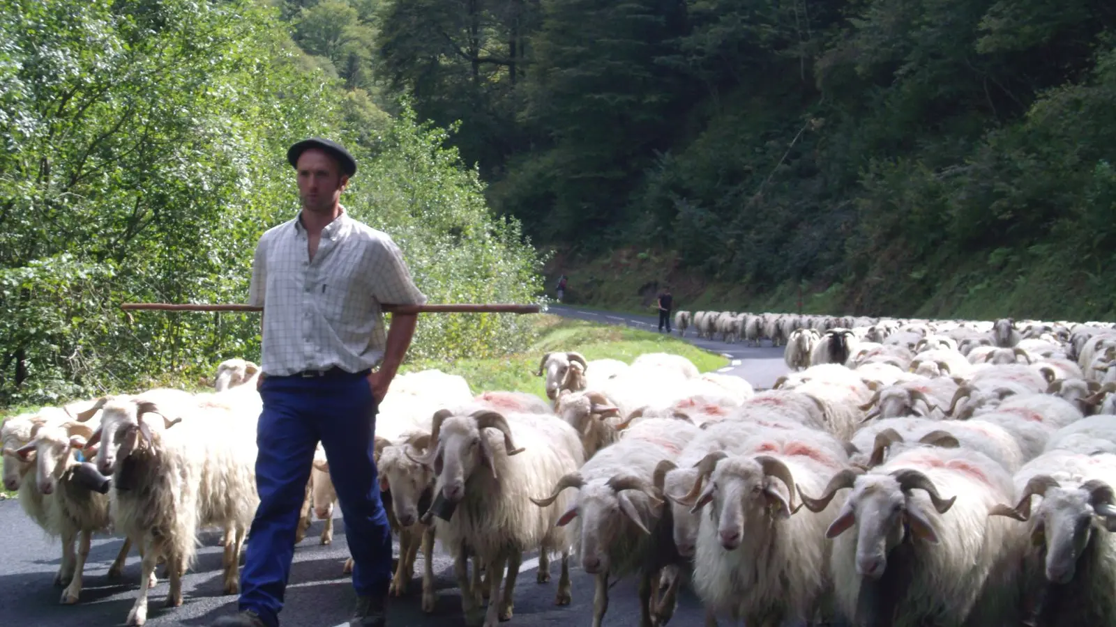 Transhumance du troupeau à La Pierre Saint-Martin