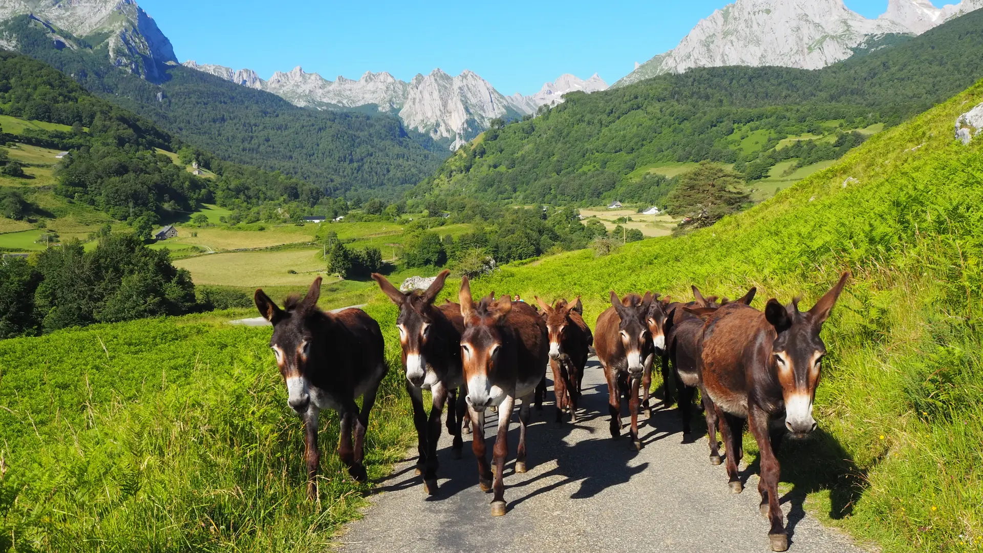 La montée en estive à Anaye