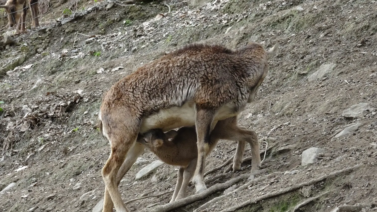 Parc-Ours-mouflonne-BORCE