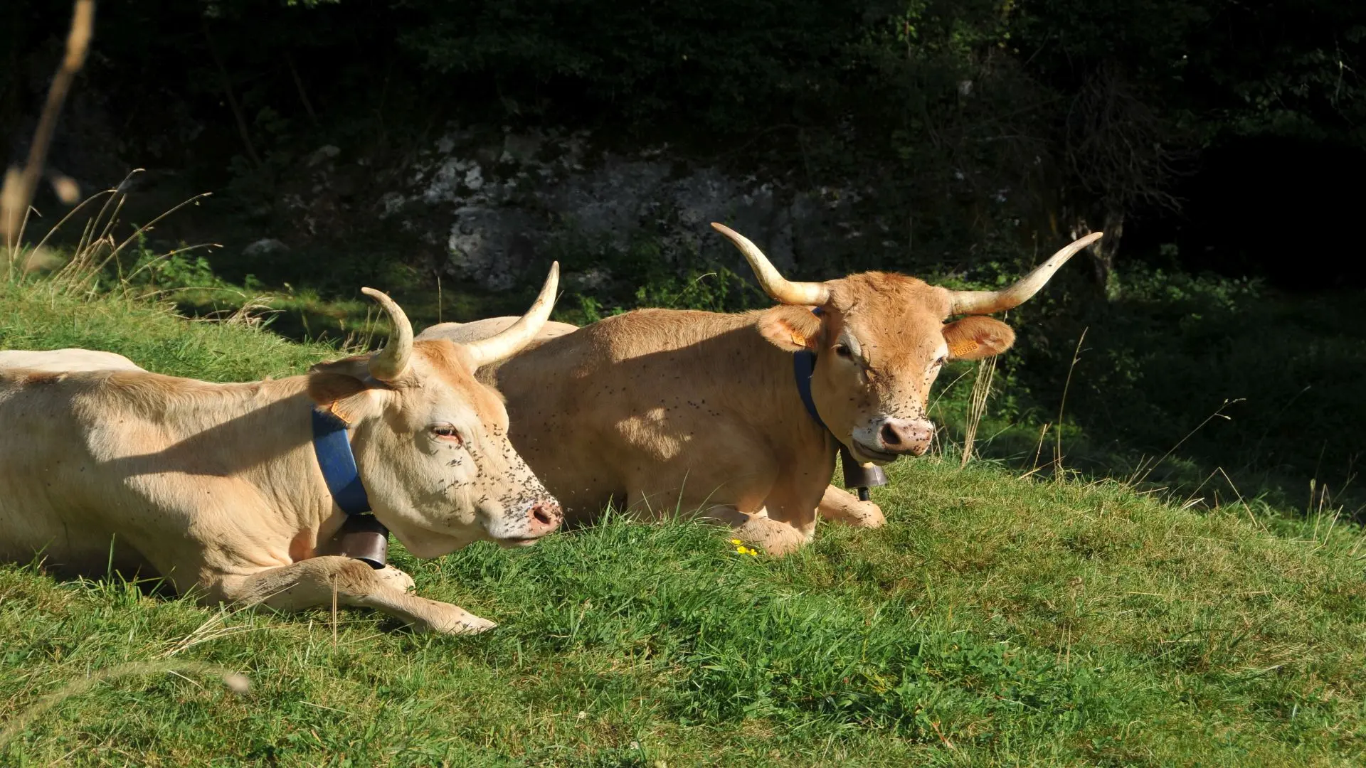 Blondes des Pyrénées