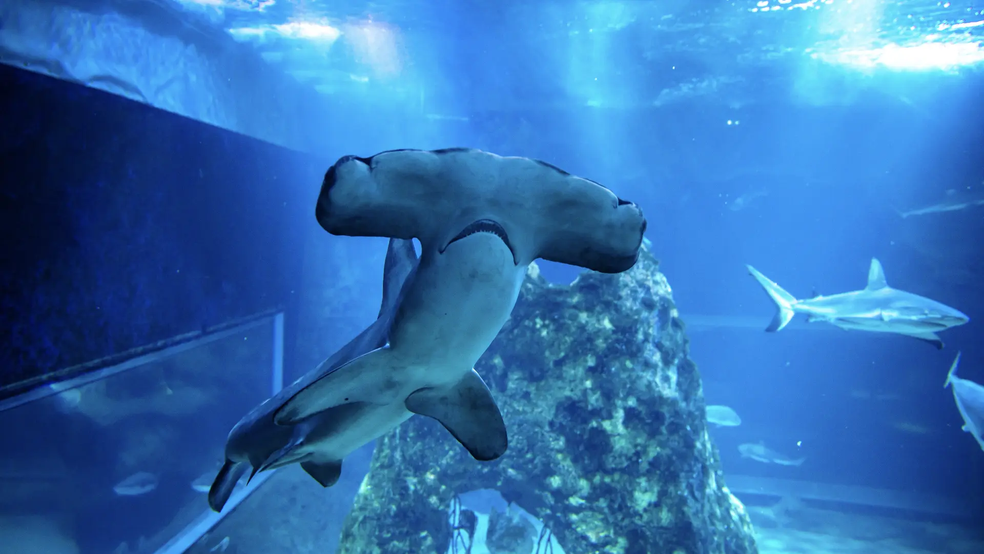 Requin-marteau-halicorne-aquarium-biarritz-Delphine-Pernaud