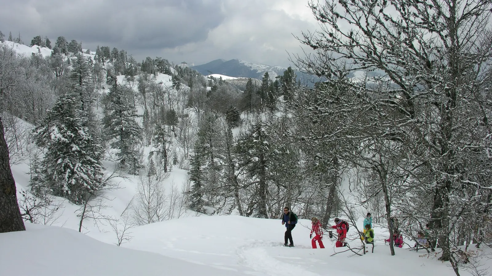 Balade en raquettes à neige en forêt à La Pierre Saint-Martin