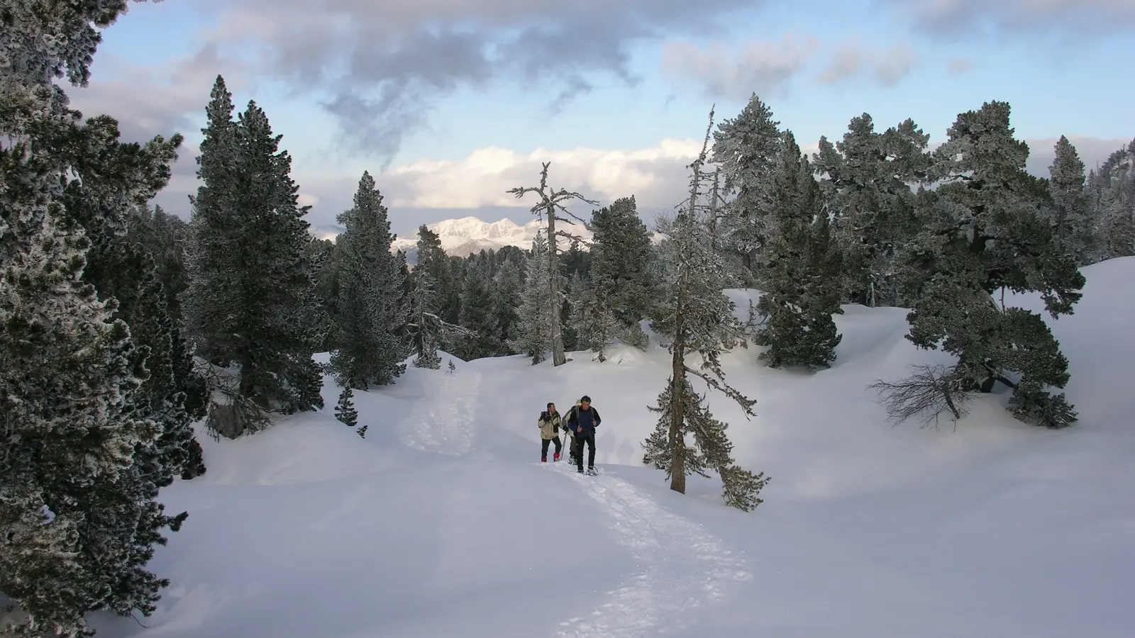 Raquettes en forêt au départ de La Pierre Saint-Martin