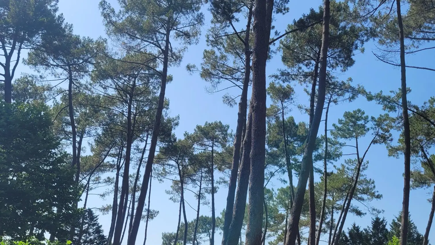 STJU_Camping Le Pont Noir