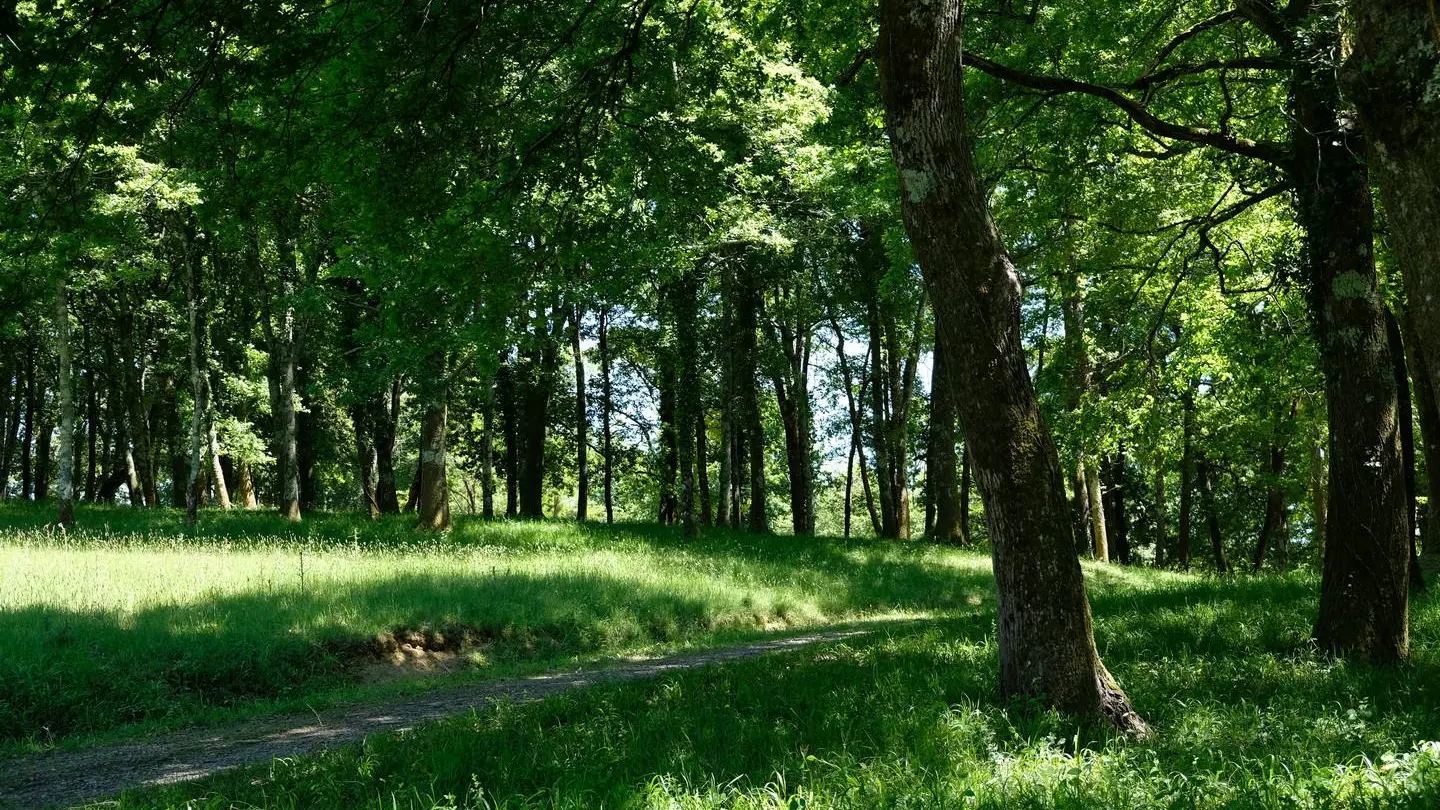 Pain de Sucre Salies-de-Béarn